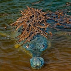 a large alligator is submerged in the water