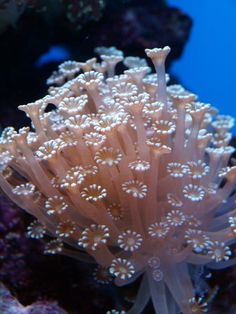 an underwater coral with small white flowers on it