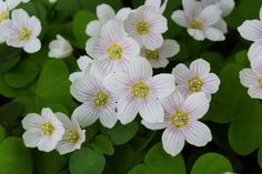 small white flowers surrounded by green leaves