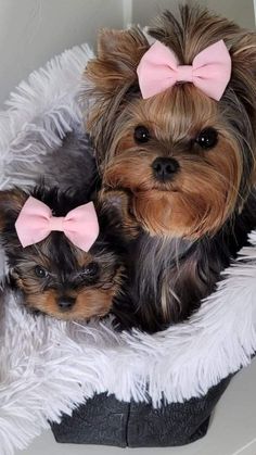 two small dogs with pink bows sitting in a basket