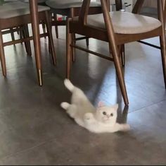 a white cat laying on the floor in front of some chairs