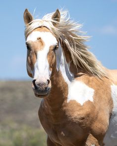 a brown and white horse standing on top of a grass covered field