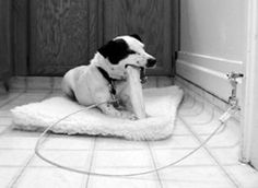 a black and white dog sitting on a rug in front of a door with a hose attached to it