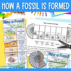 how a fossil is formed worksheet with scissors and crayon pencils