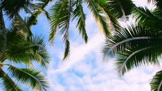 palm trees against a blue sky with clouds