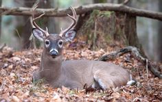 a deer laying down in the woods surrounded by leaves