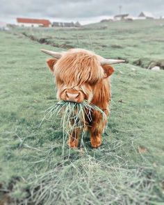 an animal with long hair eating grass in a field