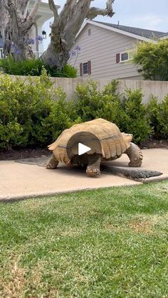 a large tortoise shell sitting on top of a sidewalk