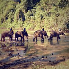 four elephants are walking in the water with people on their backs and some trees behind them