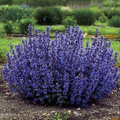 purple flowers are blooming in the garden