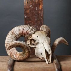 an animal skull sitting on top of a wooden table