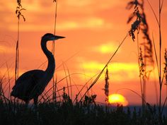 a bird standing in tall grass at sunset