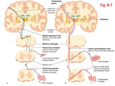 an image of the human brain with labels on each side and labeled areas labelled in red