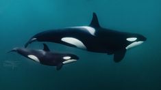 two orca whales swimming in the ocean