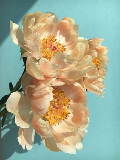 three peach colored flowers on a blue background