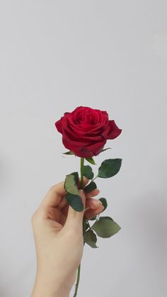 a person holding a single red rose in their hand