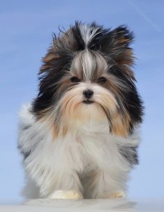 a dog that is sitting down with its hair blowing in the wind and looking at the camera