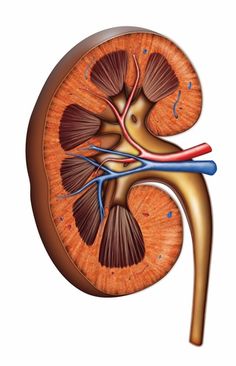 an image of the anatomy of the kidney