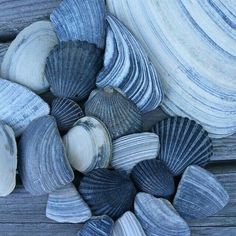 several seashells are arranged on a wooden surface