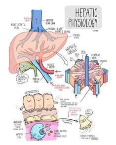 an image of the anatomy of the human body and it's major functions, including livers