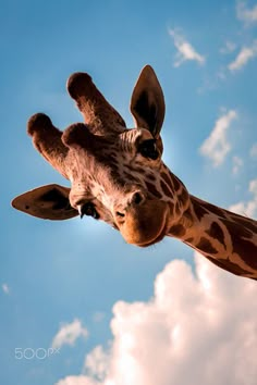 a giraffe looking up at the camera with clouds in the background