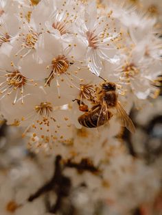 a close up of a flower with a bee on it's back and in the middle