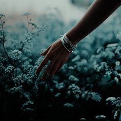 a person's hand reaching for some white flowers