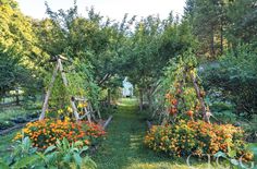 the garden is full of flowers and trees