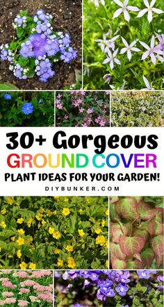 Elevate your garden design with inspiring ground cover plant ideas that add depth and vibrancy! 🌸🌿 Choose from a variety of colorful and hardy plants that thrive in diverse conditions while enhancing your landscape's appeal. 🌱✨ Enjoy a lush, low-maintenance ground cover that brings life and beauty to any outdoor space!