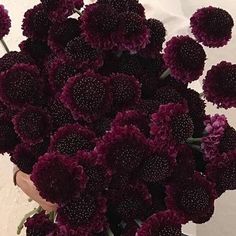 a person holding a bouquet of flowers in their hand with white walls behind them and dark purple petals on the stems