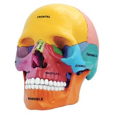 a multicolored human skull with the bones labeled