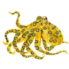 an octopus with blue and yellow spots on it's body, sitting in front of a white background