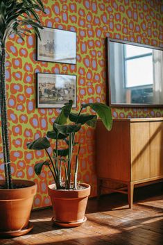 two potted plants in front of an orange wallpaper