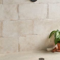 a potted plant sitting next to a shower head