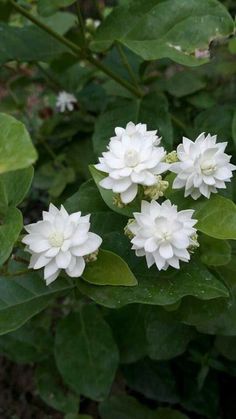 some white flowers are blooming on the green leaves