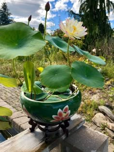 a potted plant with water lilies in it