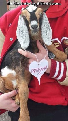 a person holding a small dog in their arms with the caption that says, this is how i looked my girlfriend to prom