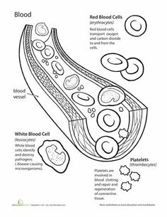 diagram of blood cells and their functions