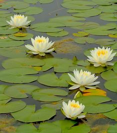 three white water lilies floating on top of lily pads