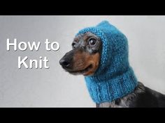 a dog wearing a blue knitted hat with the words how to knit on it