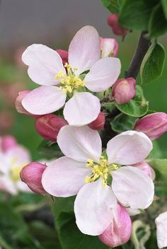 pink and white flowers blooming on green leaves