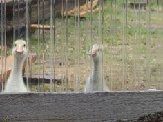 two ostriches look out from behind a fenced in area with grass and rocks