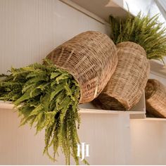 some plants are sitting in baskets on a shelf