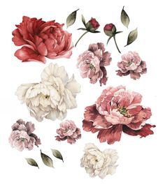 watercolor flowers are arranged on a white background, including pink and red peonies