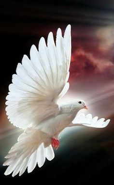 a white dove flying in the sky with its wings spread