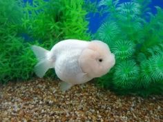 a white fish in an aquarium with green plants and gravel on the bottom half of it