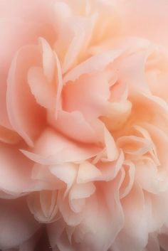 a close up view of a pink flower