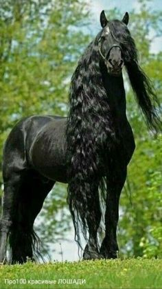 a black horse with long hair standing on top of a lush green field next to trees