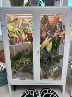 a white cabinet filled with lots of green plants