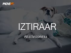 a white dog laying on top of a couch next to a pillow with the words iztiraar